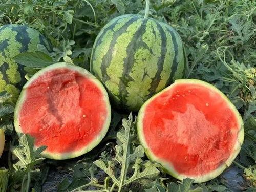 吃瓜云南,一场吃瓜之旅的味蕾盛宴