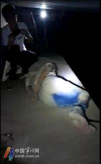 桥洞下面吃瓜直播,揭秘网络直播的另类魅力