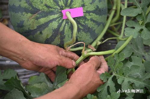 北区吃瓜,揭秘娱乐圈幕后故事
