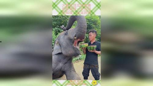 豆瓣吃瓜小组大象,大象的神秘面纱,揭秘娱乐圈背后的真相