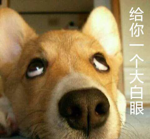 吃瓜杠精狗头君,揭秘网络热梗背后的趣味与思考