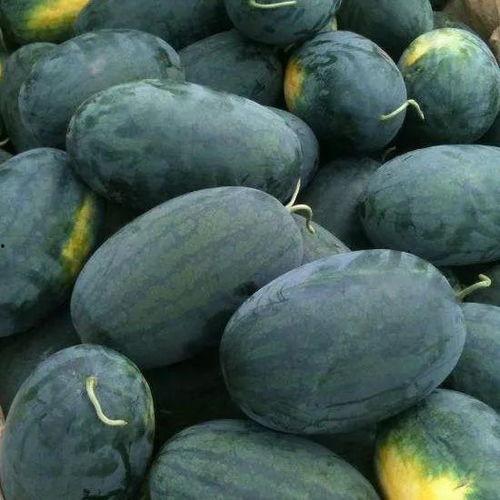 沂水华宝吃瓜,瓜田里的甜蜜生活