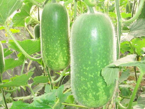 画桡吃瓜,一场视觉与味觉的盛宴