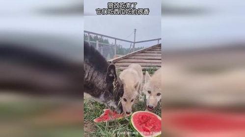 三只狼吃瓜,三只狼的瓜田奇遇记