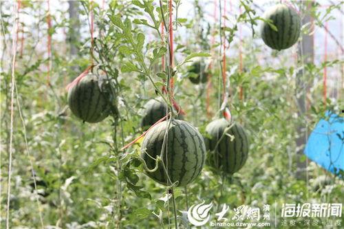 山东惠民吃瓜,夏日炎炎,瓜果飘香,尽享田园美味时光