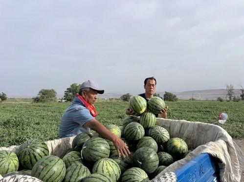 一只吃瓜猿,揭秘动物界的“娱乐圈”