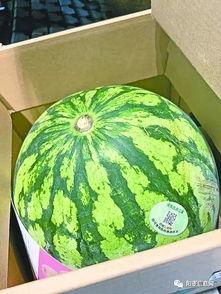 武汉吃瓜ppt,一场别开生面的美食文化盛宴