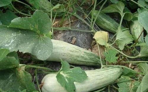 酥瓜都怎么吃,探索酥瓜的多样食用方式