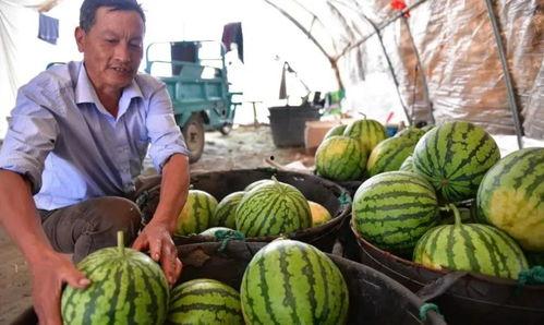 安徽合肥吃瓜,一探究竟