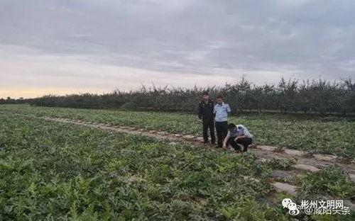 曹家吃瓜,揭秘娱乐圈的“吃瓜”传奇