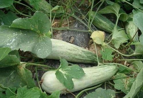 酥瓜减肥可以吃吗,健康美味两不误的减肥选择