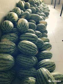 员工吃瓜的视频