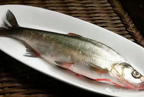 吃超大八瓜鱼视频,揭秘超大八瓜鱼的美味之旅