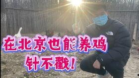 吃鸡抓大呆瓜,吃鸡战场上的呆瓜抓捕记