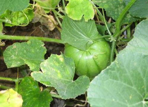 什么瓜不能种植熟了吃,种植与食用安全指南