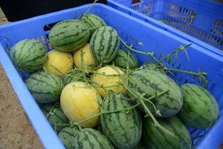 唐山真相吃瓜群,揭秘“吃瓜群”背后的网络舆论风云