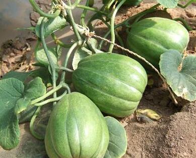 最佳吃瓜位,解锁观瓜新姿势