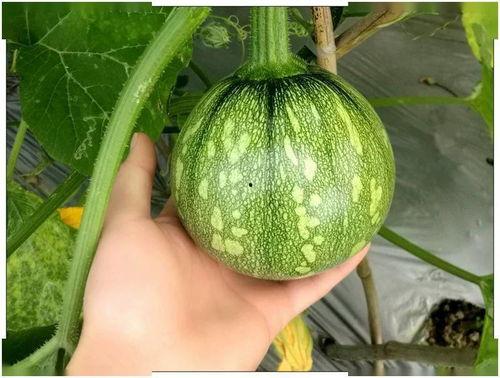 小穹吃瓜,揭秘娱乐圈那些不为人知的幕后故事