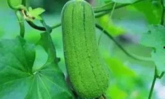 秋后吃啥瓜好,秋后吃啥瓜最宜人