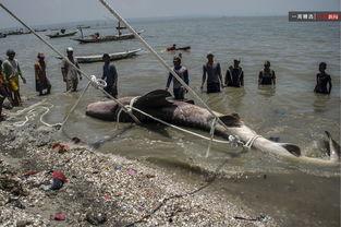 渔民吃瓜现场照片,渔村生活趣味横生