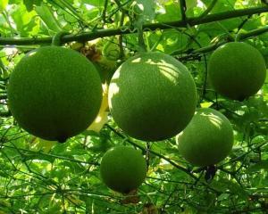 吃葫芦吊瓜中毒,揭秘食源性疾病背后的真相