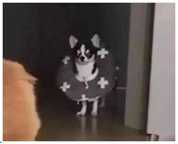 狗子队吃瓜群众,吃瓜群众的狂欢盛宴