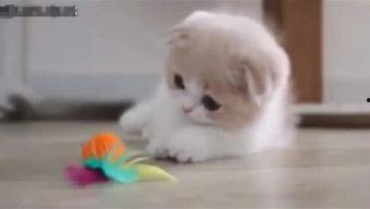 吃瓜胖达,揭秘娱乐圈的“瓜田”趣事