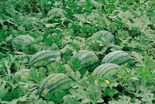 英国留学群吃瓜,揭秘留学生活背后的“吃瓜”故事