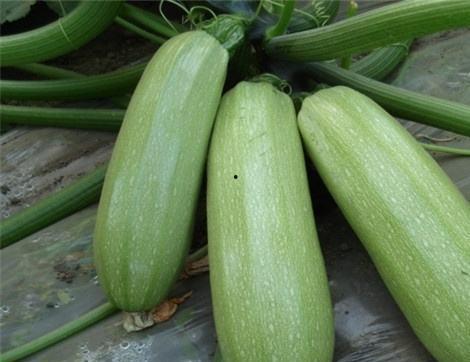 吃荷兰瓜好处,营养丰富的健康佳品，益处多多的天然美食