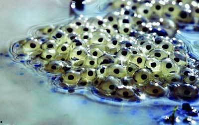 蛤蟆围观吃瓜,一场吃瓜盛宴背后的故事