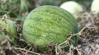 冷总吃瓜,揭秘娱乐圈幕后风云