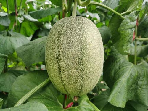 蜜瓜是哪个季节吃的,蜜瓜的季节之旅