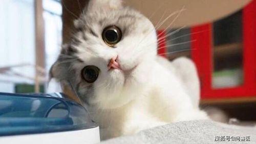 吃瓜萌新猫小姐,揭秘娱乐圈幕后故事