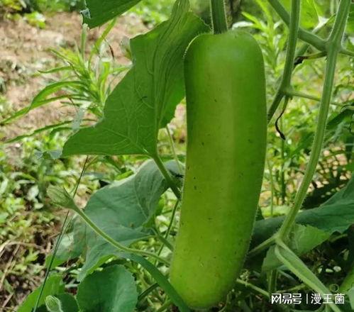 晚上吃甜蜜瓜,品味夏夜的美好滋味