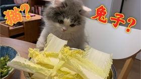 猫瓜菜怎么吃
