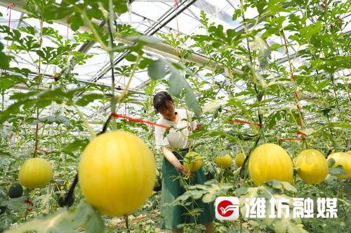 潍坊吃瓜老师,揭秘校园里的趣味生活