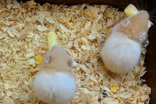 仓鼠吃甜梨瓜吗,仓鼠的甜蜜美食探索