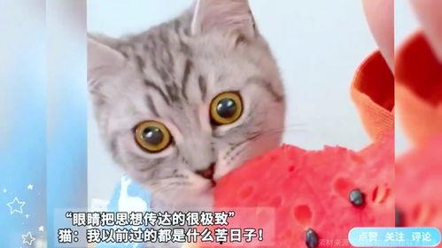 吃瓜猫的猫