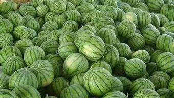 梦到去瓜地里吃瓜,瓜地寻味之旅