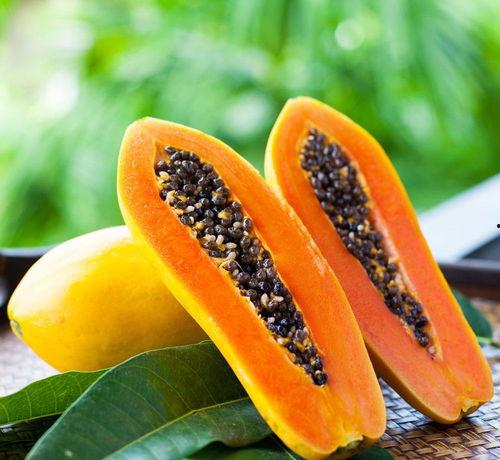 蓝桉吃瓜,蓝桉的瓜田奇遇记