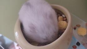 老鼠吃小瓜,一场奇妙的味蕾邂逅