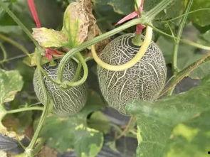 哈密瓜有生瓜吗怎么吃