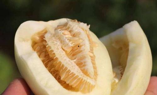 姜饼瓜老了怎么吃,探索创意烹饪新境界