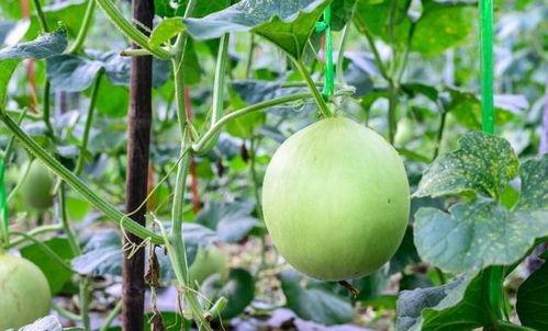 吃瓜嗓子干,如何轻松应对？