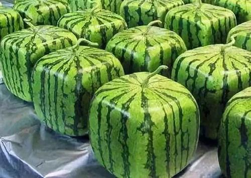 艺人吃瓜来源,艺人吃瓜背后的真相与内幕