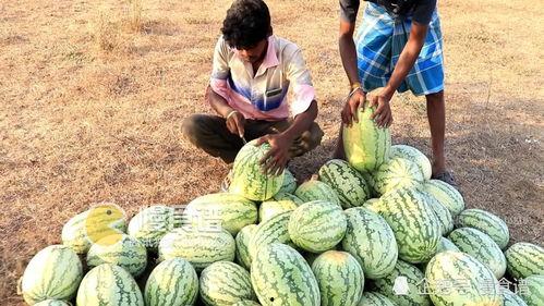 摘瓜吃西瓜,探寻夏日消暑美食之旅